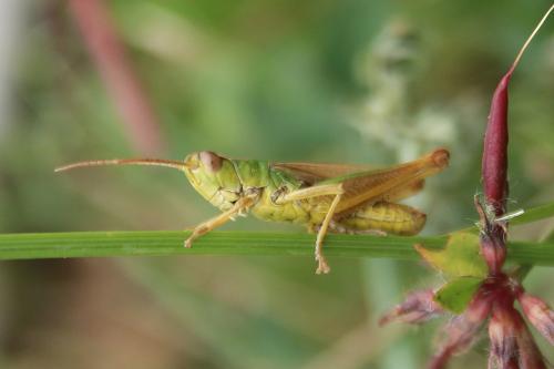 Pseudochorthippus parallelus parallelus